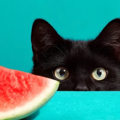 Black Cat Behind Watermelon